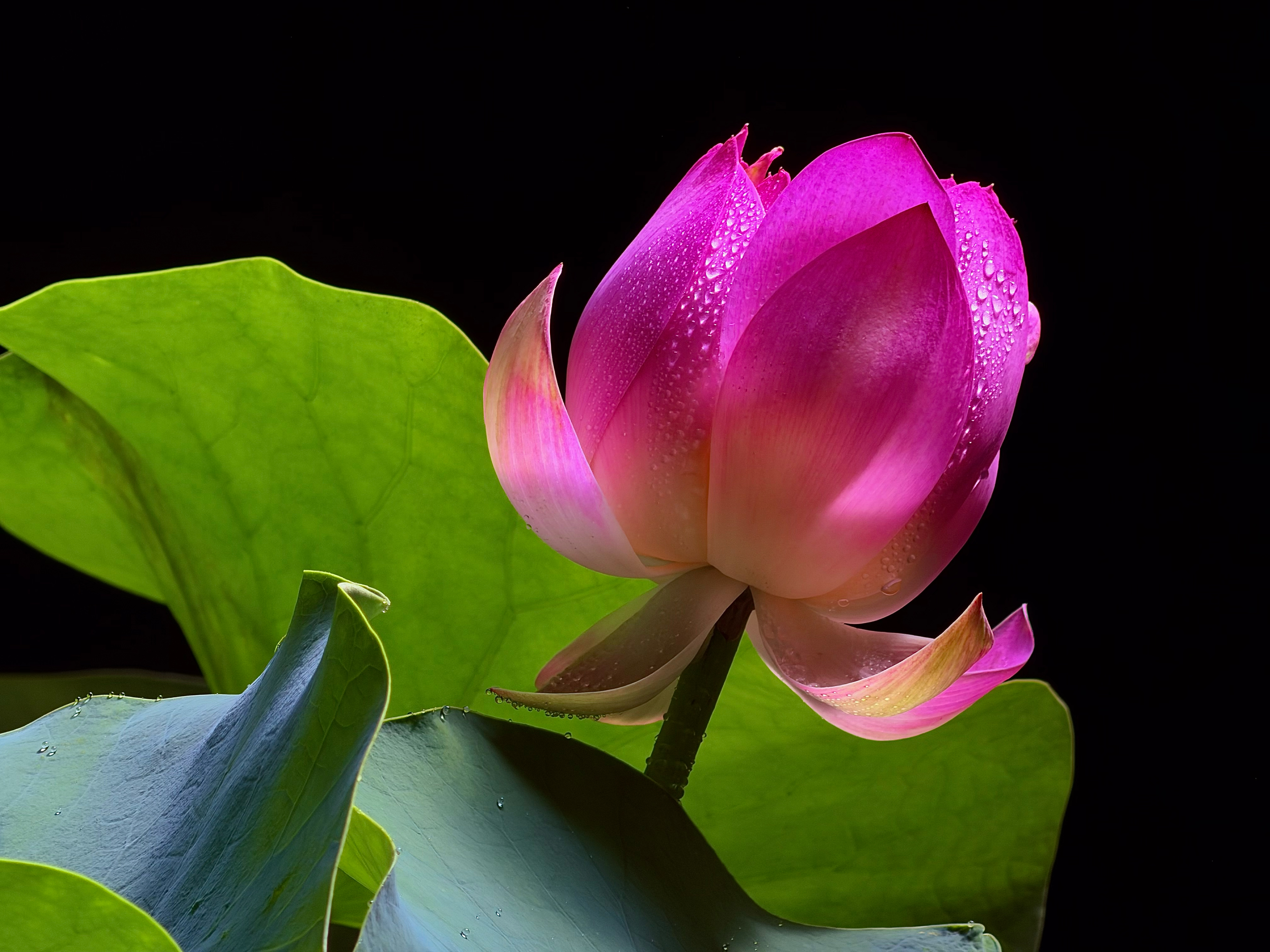 Az iPhone 17 Pro k&eacute;sz&uuml;l&eacute;kek fantasztikus fot&oacute;kat k&eacute;sz&iacute;tenek