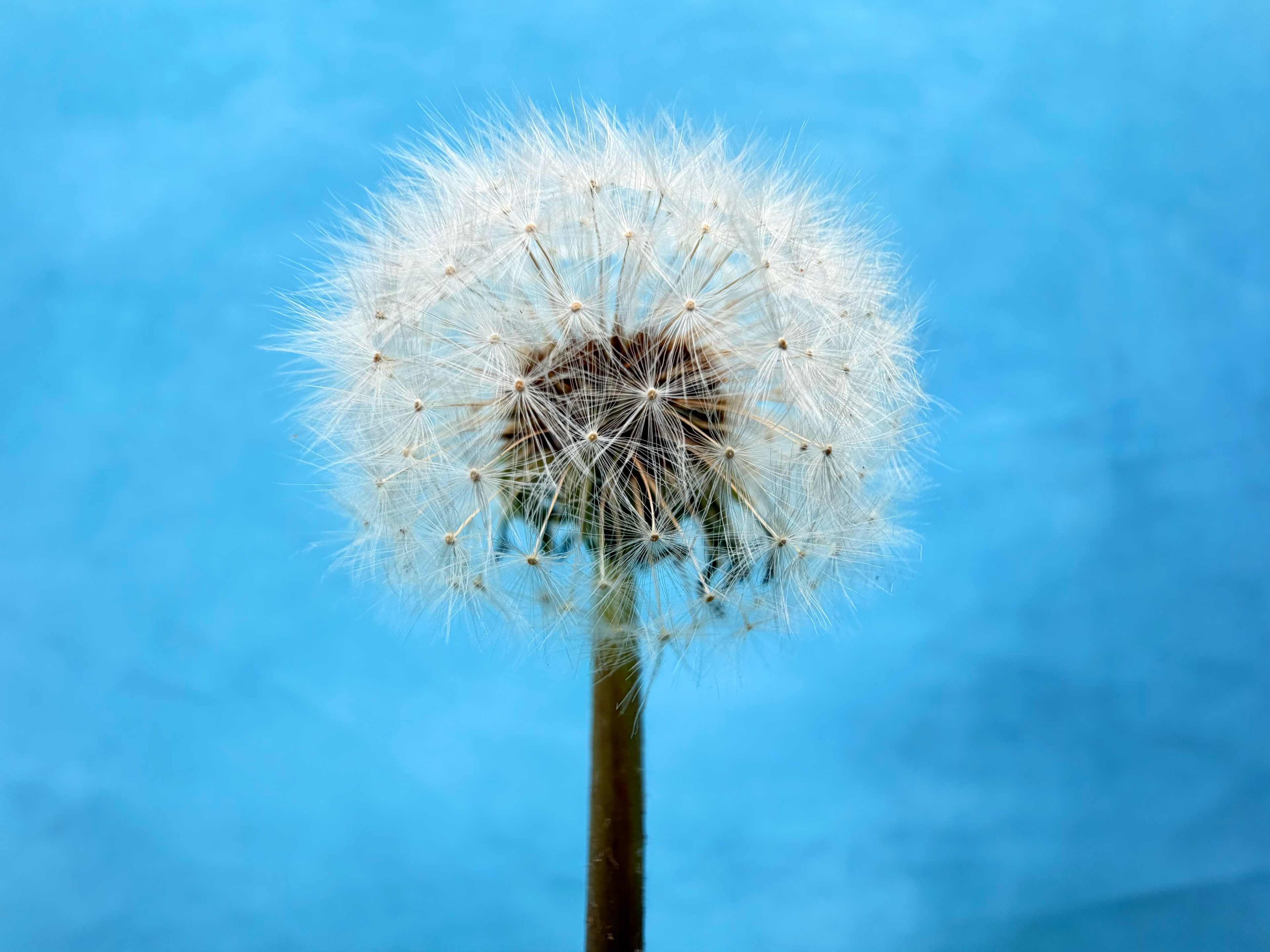 Gy&ouml;ny&ouml;rű k&eacute;peket k&eacute;sz&iacute;t az iPhone 17 kamer&aacute;ja